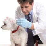 canine ear infection