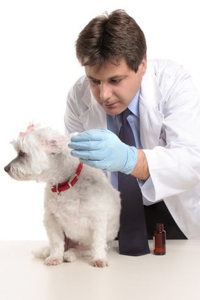 canine ear infection