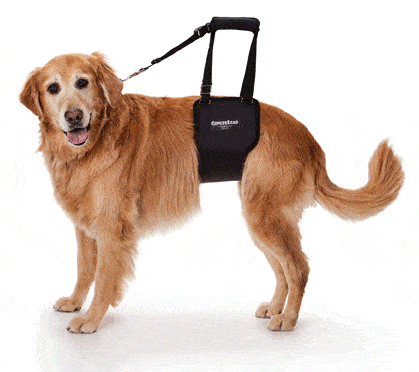 Gingerlead-Dog-Sling helps dogs with hip dysplasia
