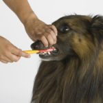 Desensitize your dog to having their mouths examined and teeth brushed by starting when they are young.