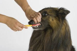 Prevent your dog's bad breath.