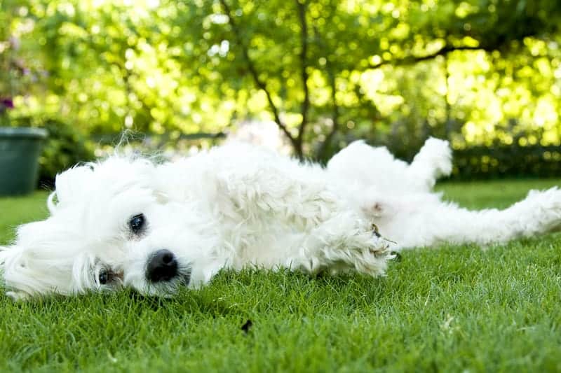 Happy dog rolls on grass. Chemicals used to keep your lawn lush and green pose a threat to your dog's kidneys and liver. 