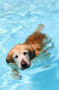 Summer safety tip: Never force or throw your dog into the swimming pool..
