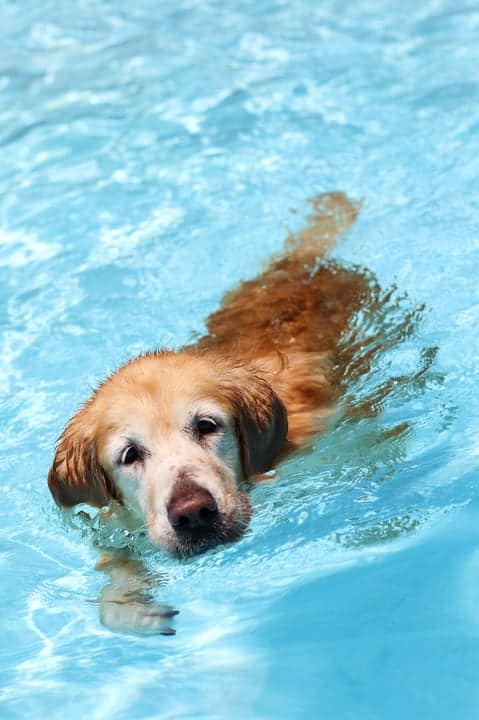 dog water pool