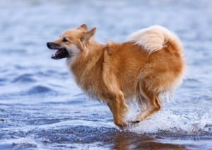 Dog runs in water. Dog dehydration poses threat to dogs.