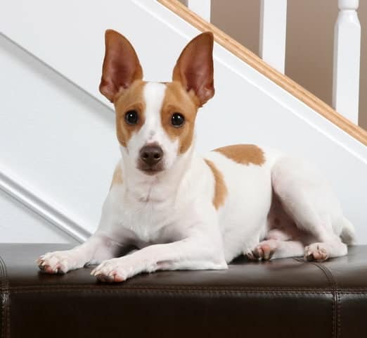 ¡Bravo! 17+  Verdades reales que no sabías antes sobre  Rat Terrier Chihuahua Breeders? Search here to find a breeder close to you who may have puppies for sale or a male dog available for stud service.