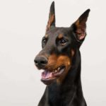Doberman pinscher shows example of ear cropping