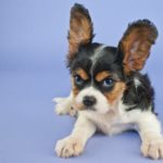 The most common warning signs to watch for in your puppy's behaviors include snarling, growling, mounting, snapping, nipping, lip curling, lunging, dominance, challenging stance, dead-eye stare, aggressive barking, possessiveness, and of course, biting!