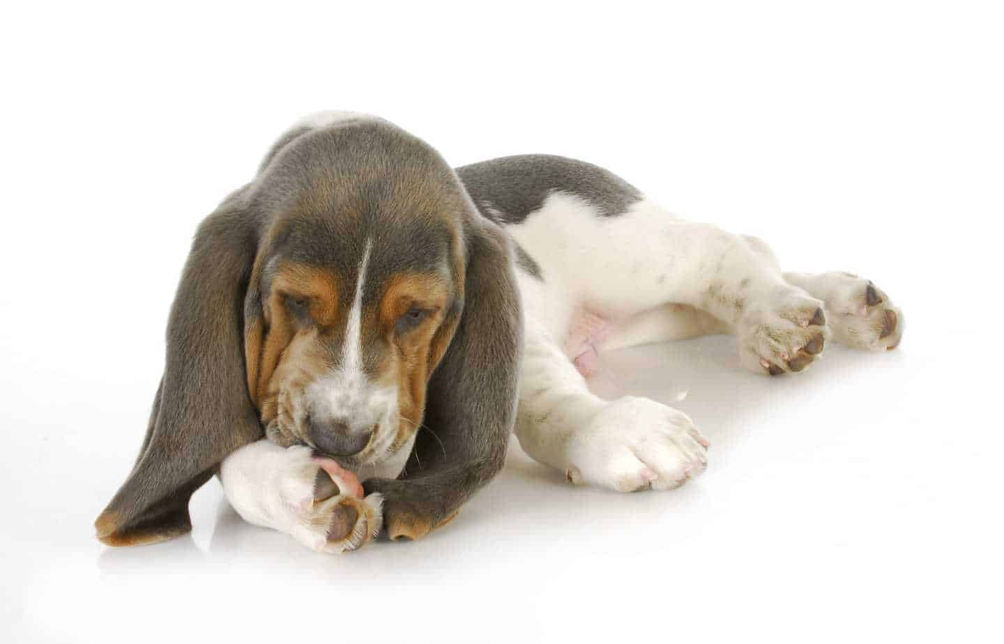 Licking can be a sign of dog allergies or hot spots.