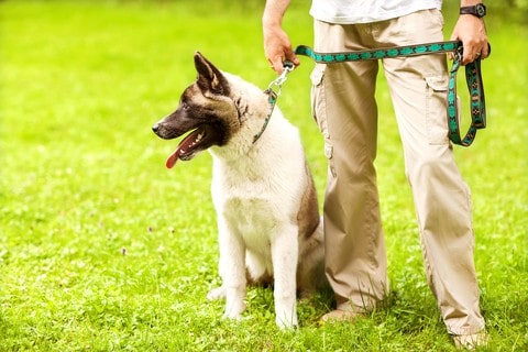 To make the most of daily dog walks, keep your dog on a loose leash and choose a route and pace that is comfortable for both you and your dog.