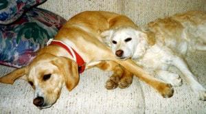 Two dogs, Browning and Finley snuggle on the couch.