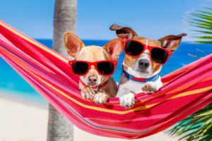 Keep your dog cool this summer with DogsBestLife.com's 15 tips. 