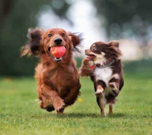 two dogs happy companions