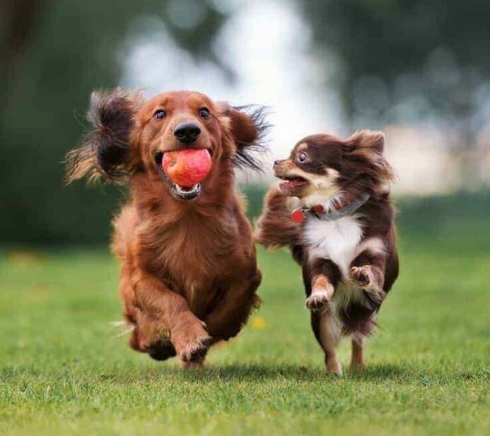 two happy companion dogs