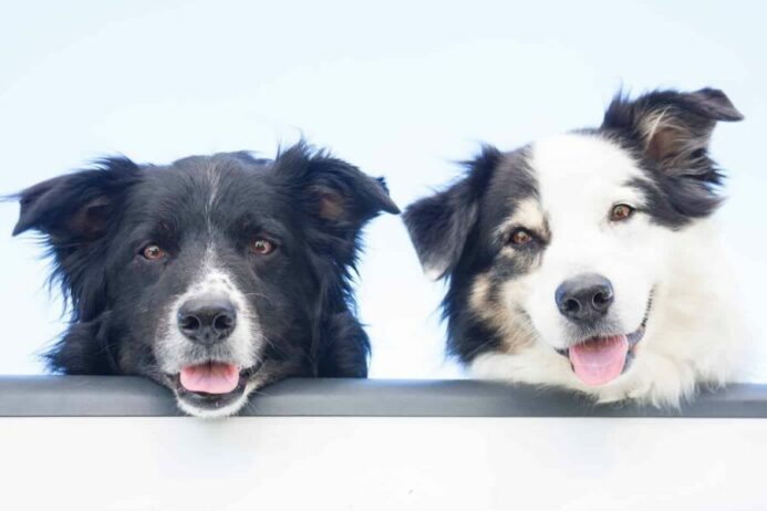 two dogs border collies