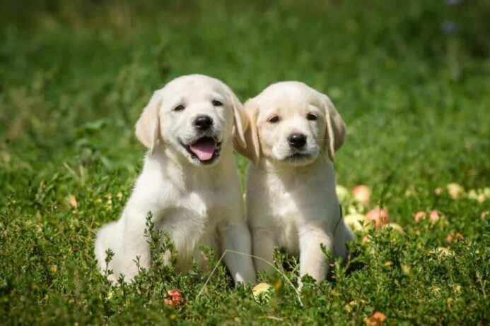 two yellow labrador littermate dogs