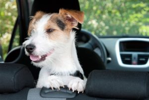 You and your dog can enjoy a dog-friendly road trip with planning and preparation. Venture to places that will delight both of you.