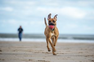 A dog runs on the beach and enjoys big cities activities for you dog. 