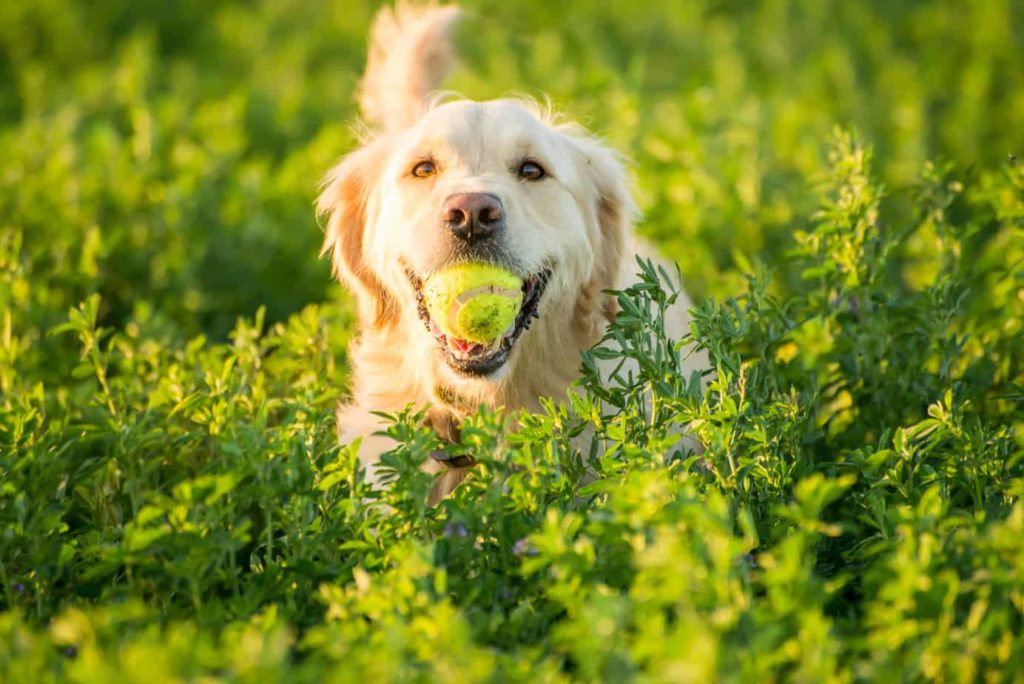 golden retriever with tennis ball in tall grass. Dogs eat grass when they are bored.