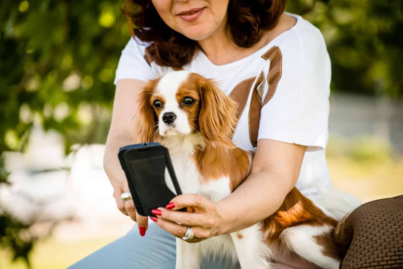 high tech dog gadgets go pro fetch smartbowl dogtelligent petbot petchatz