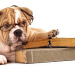 canine brain smartest dog breeds