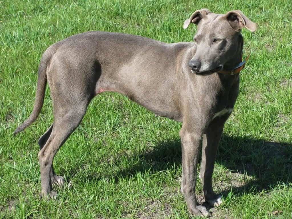 top dog-Blue Lacy