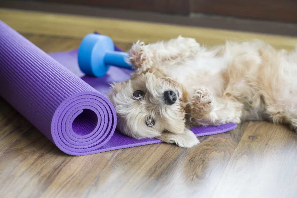 Dog rests on yoga mat for doga class.