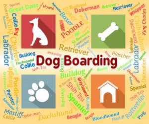 Dog Boarding