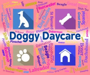 Doggy Daycare 