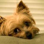 Small dogs like this sleepy Yorkie are prone to exhibiting Napoleon Complex is they aren't trained properly.