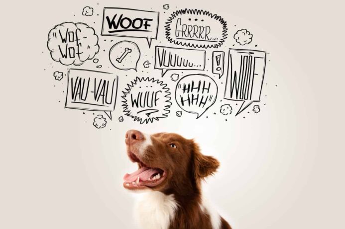 dog sounds carry a variety of meanings graphic image