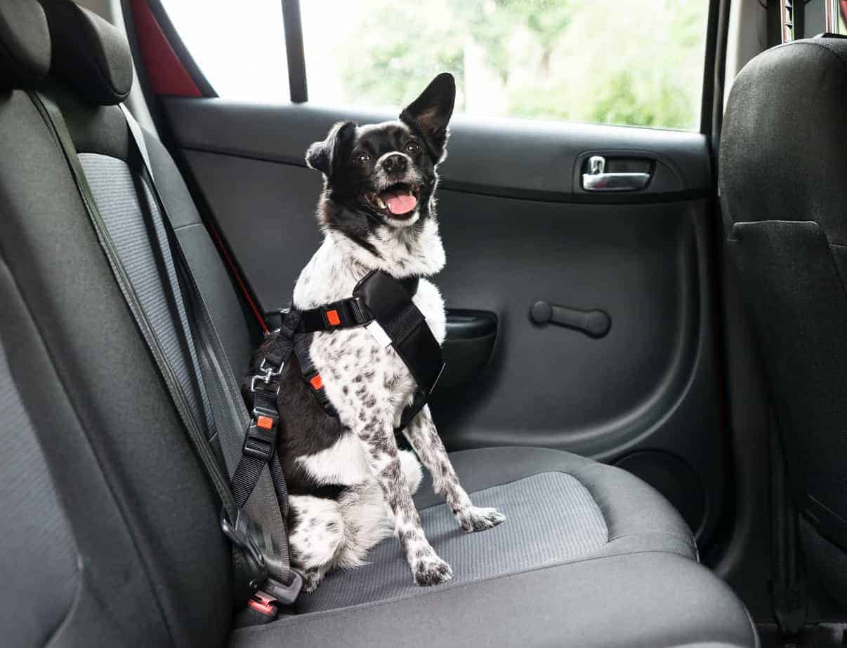 dog car seat