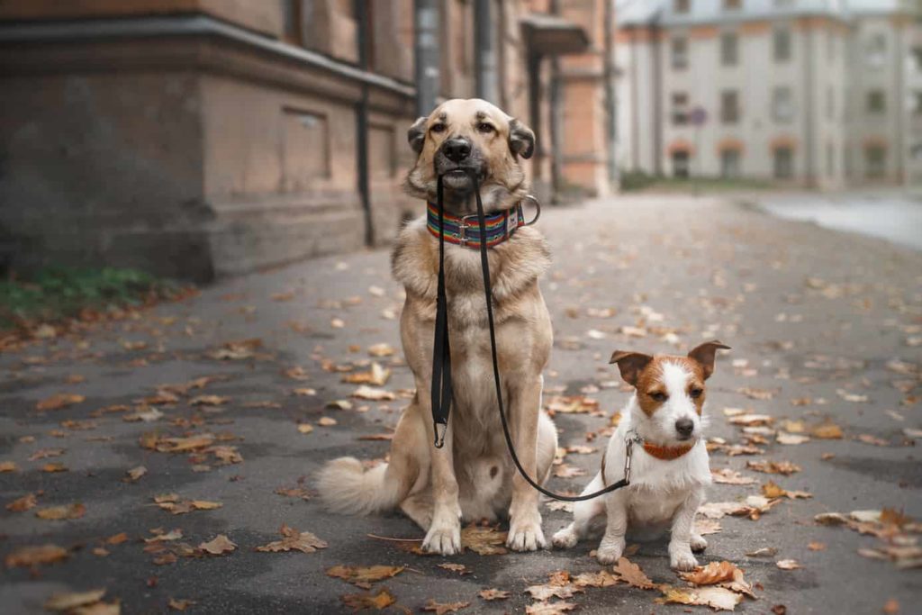 A terrific way to help your new dog bond with his older companion is to walk them together.