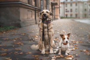 A terrific way to help your new dog bond with his older companion is to walk them together.