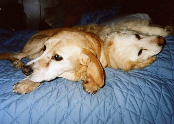 Two old dogs snuggle together. Learn the four chapters of your dog's life.