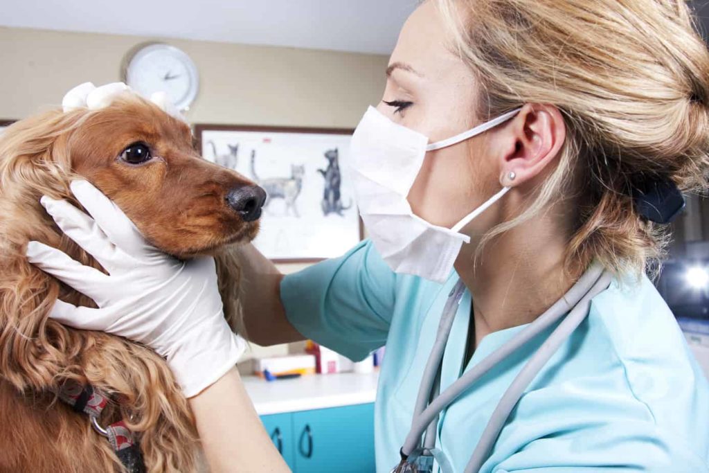 find a veterinarian for your dog