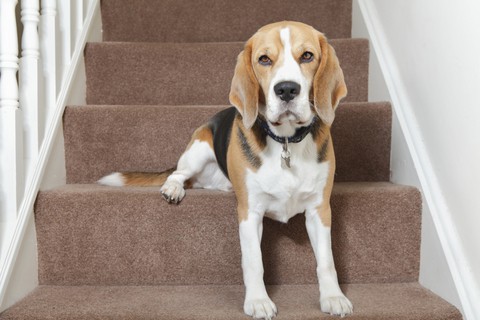 how to get dogs to go down stairs