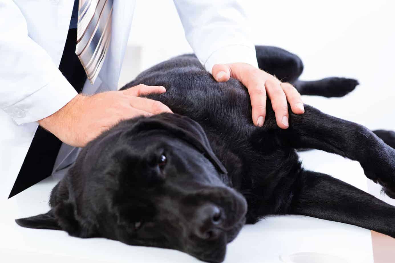 finding a veterinarian for your dog
