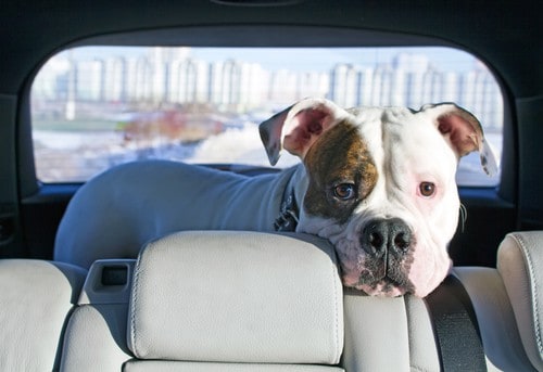 Bulldog sits in backseat of car.