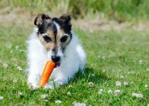 carrots are one of the healthy human foods dogs can eat