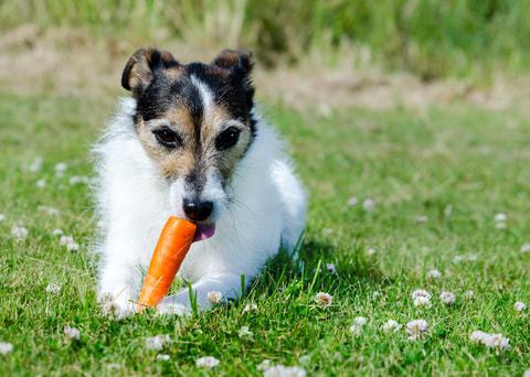 can rottweilers eat carrots