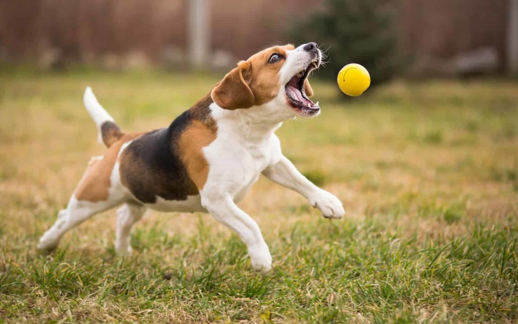 Beagle plays fetch