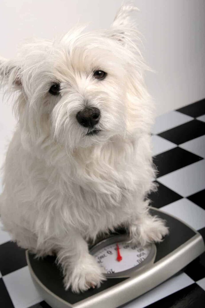 dog sits on scale. chubby dogs need help to lose weight