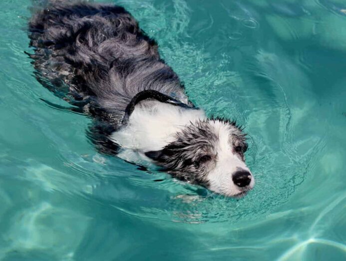 dog swim