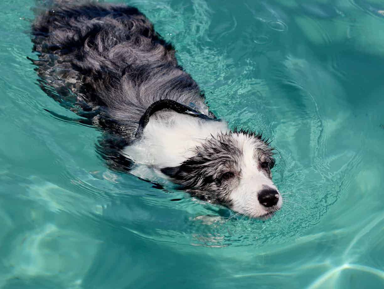 can dogs swim in chlorine pools