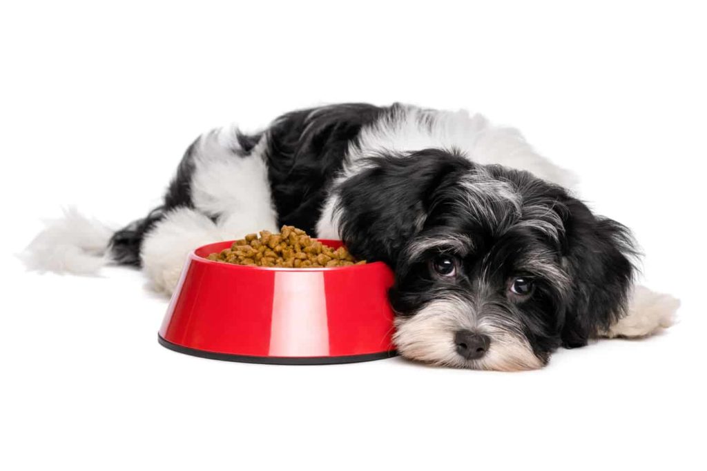 Havanese puppy lies next to food bowl. Create a daily schedule for your puppy that includes feeding your dog at regular times, which makes it easier to potty train.