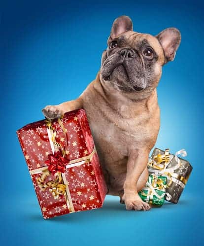 Eco-Conscious Christmas Dog Gifts Spoil Your Pup While Saving the Planet