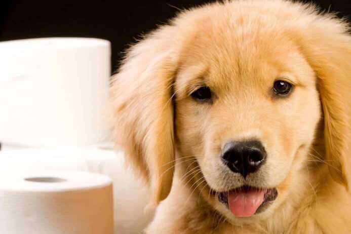 puppy potty training