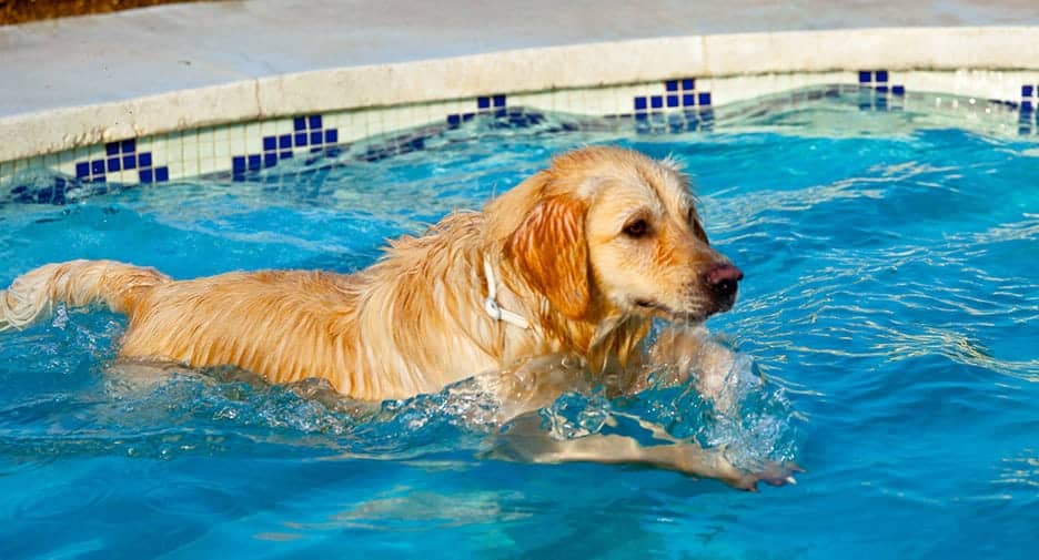 Image result for Hydrotherapy and Why It Is the Best for Your Dog