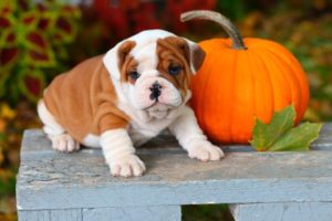 add pumpkin to your dog's diet